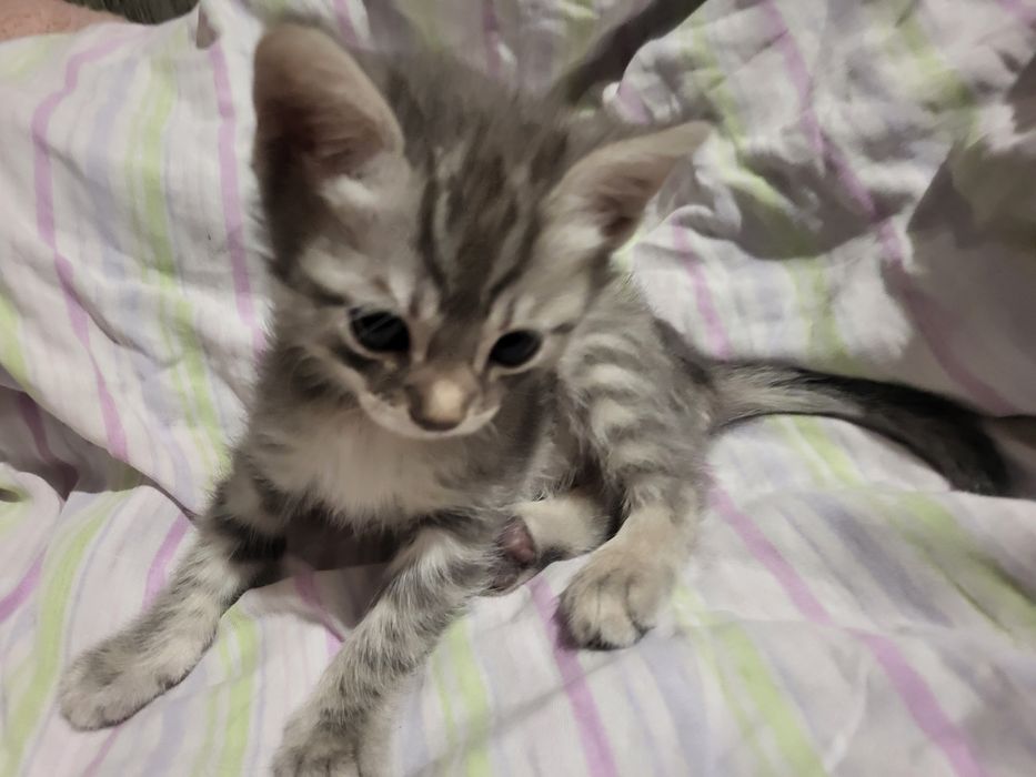 Отдам котят девочек