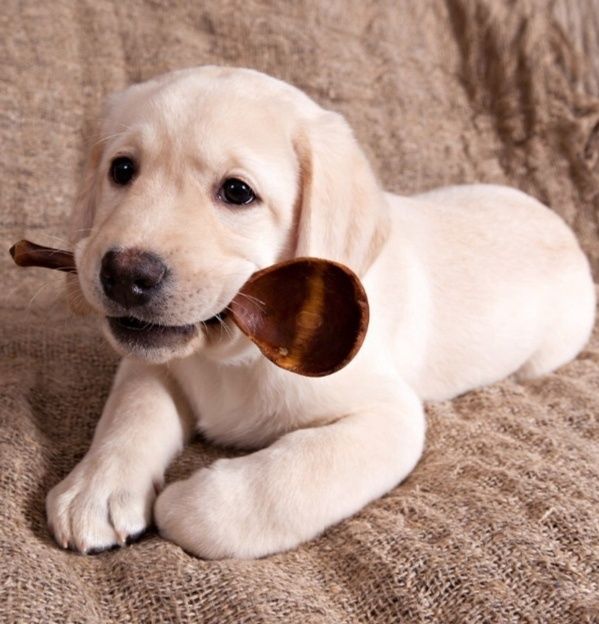 Продам основательных щенков лабрадора