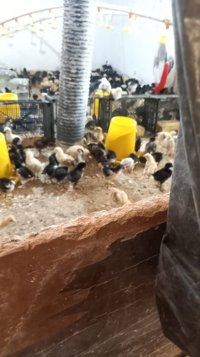 Марксов Саньатбек