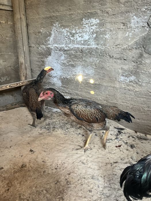 дакан   тауықтар