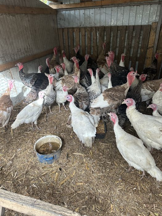 Curci si curcani tineri de vinzare