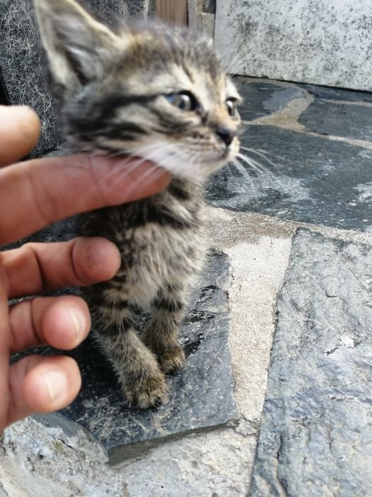 Подарявам Котета