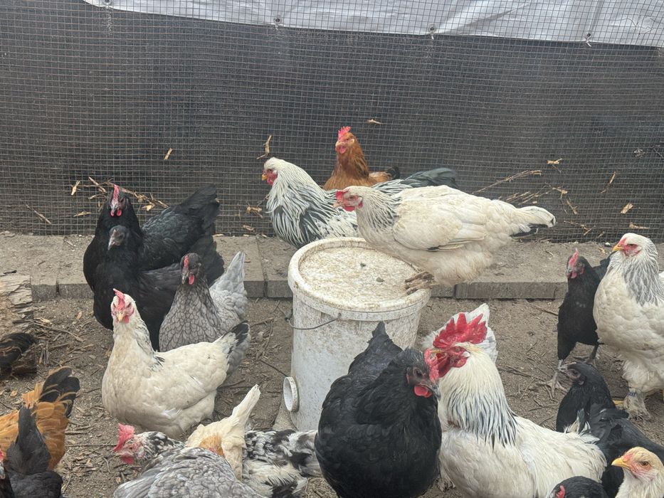 Oua australorp,brahma,kabir