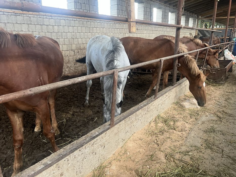 Семіз тайлар бар