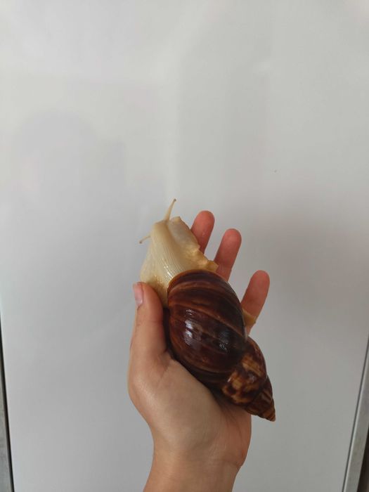 Улитки ахатины продажа
