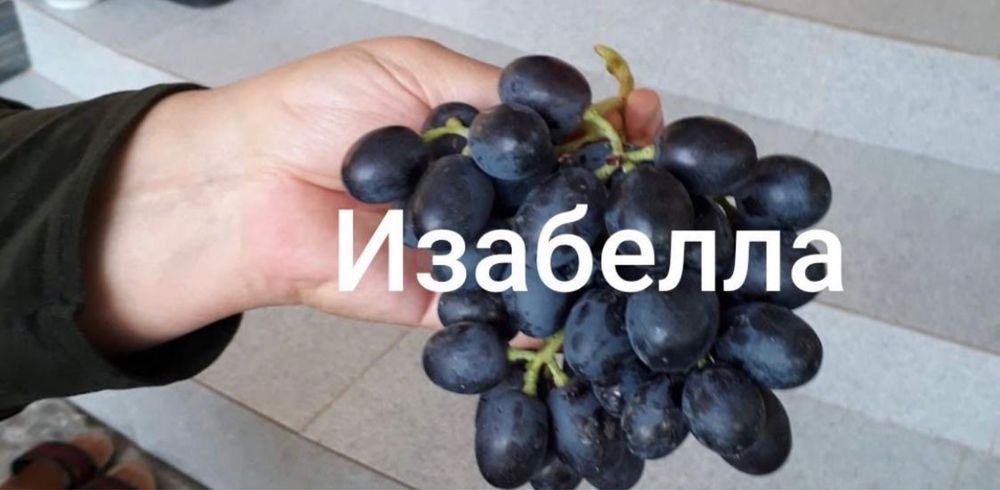Продам саженцы винограда