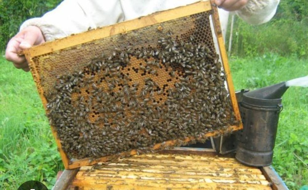 Продам пчелосемьи