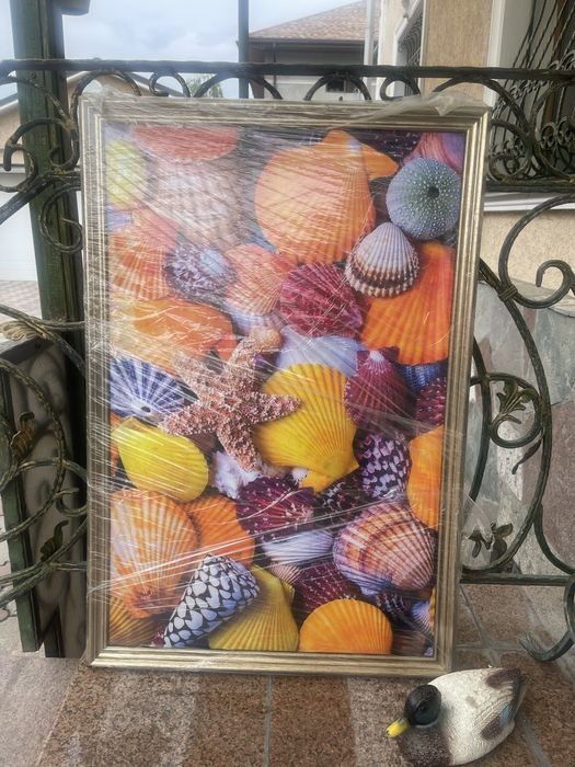 Постер картина РАКУШКИ