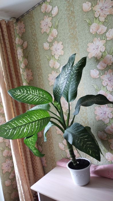 Продам крупный цветок