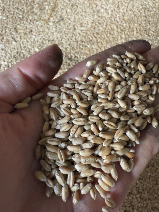 Cereale si produse din cereale