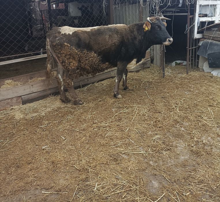 Крупно богатый скот.Корова