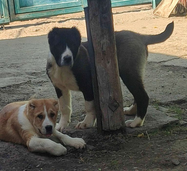 Щенки Алабая САО