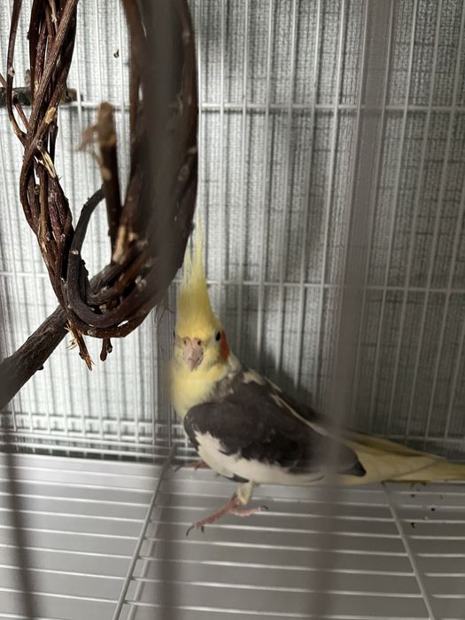 Карелло ручной почти