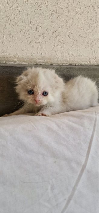 Котята, шиншилла