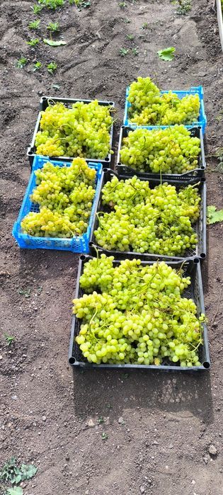 Саженцы винограда