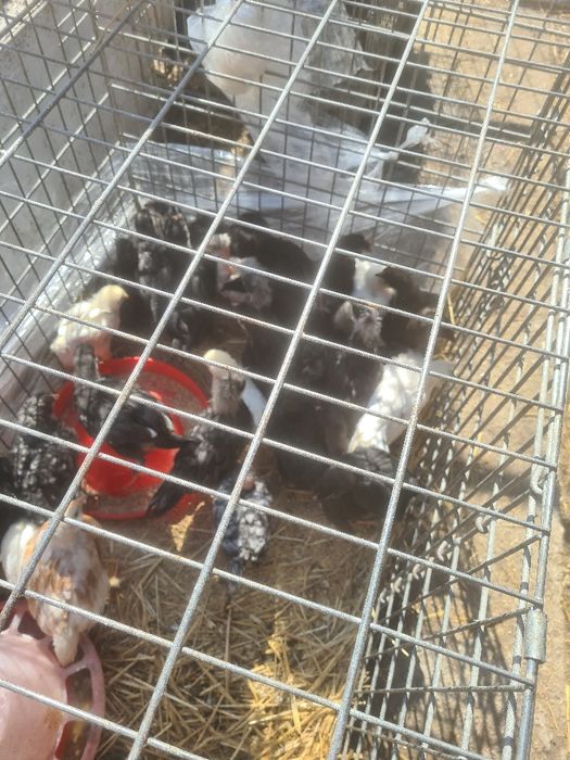 Vând boboci de gasca, rață și puișori de rasă și românești la preturi accesibile