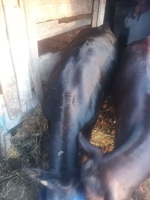 Vitei de carne
