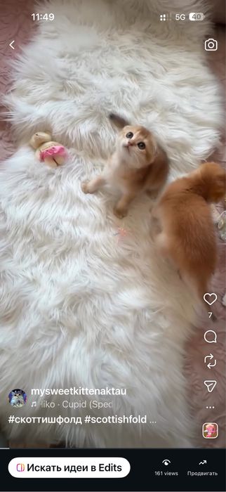 Продам шиншиллок шоу класса