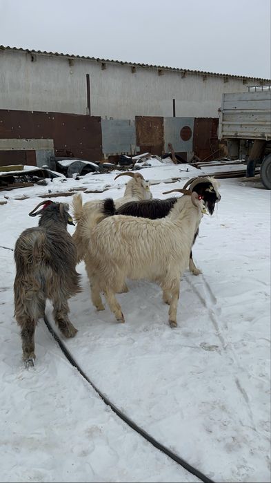Ешкі серке сатылады