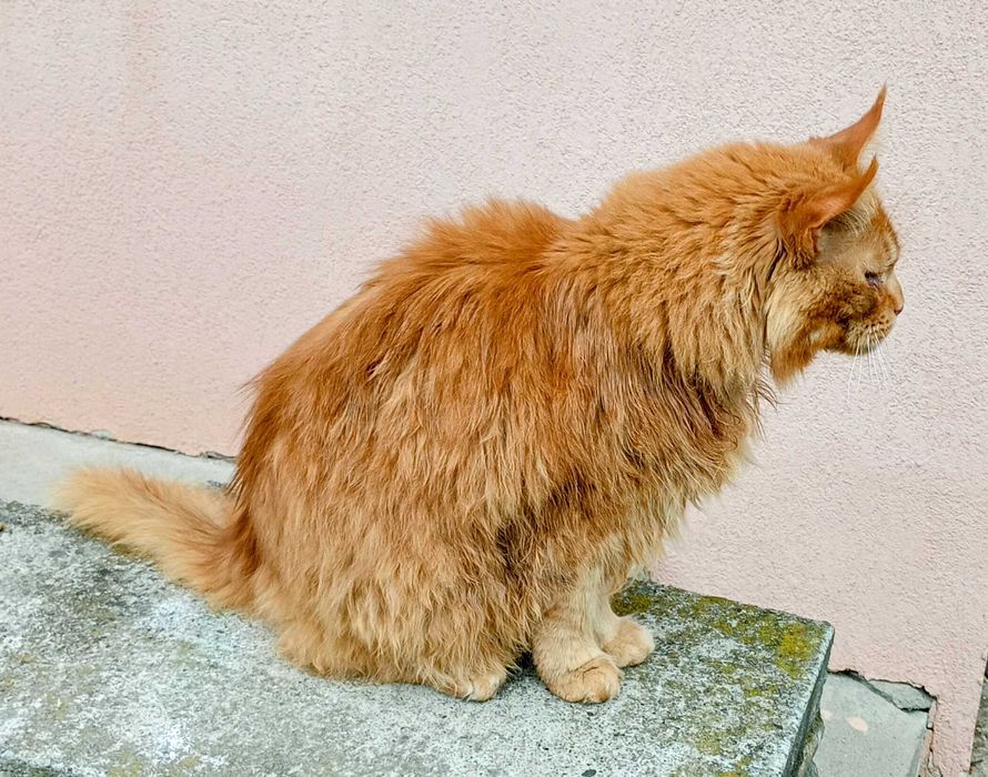 Donez Maine Coon în Suceava