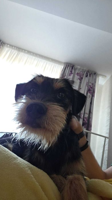 Adoptie pui de catel de 8 luni