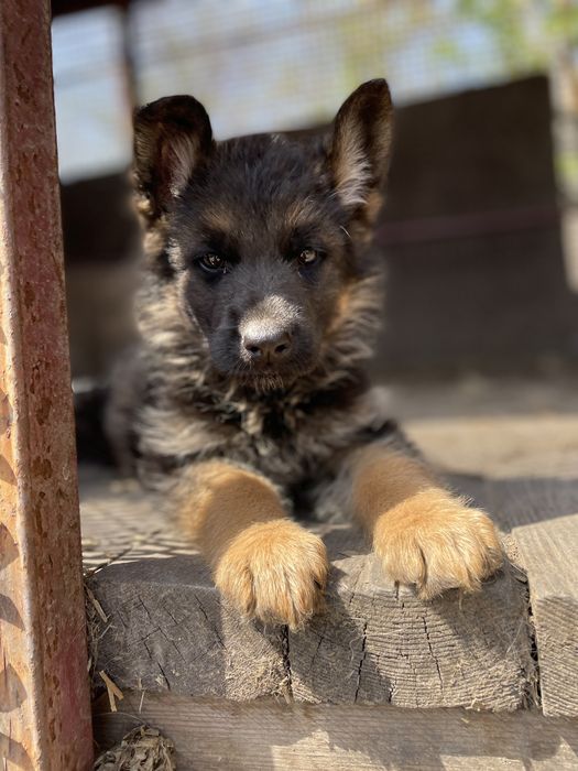 Щенки немецкой овчарки