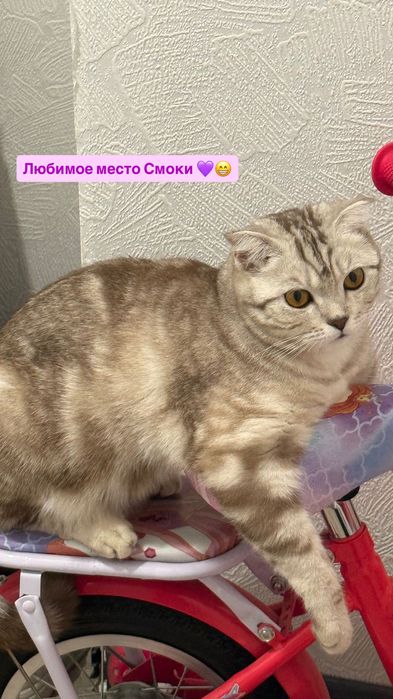 Мысық сатылады породистый