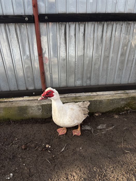 Vand doi ratoi lesesti