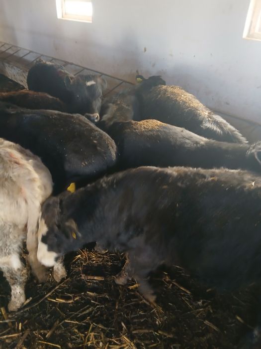 Taurasi de vânzare Tânțăreni Gorj