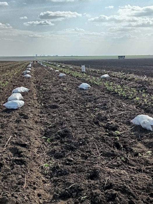 Vând pastarnac proaspăt