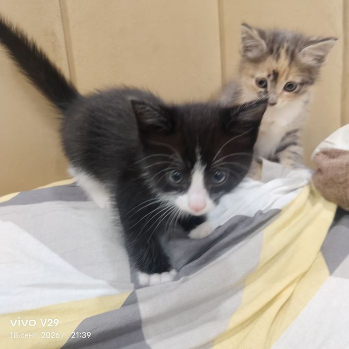 Отдам котят в добрую семью.