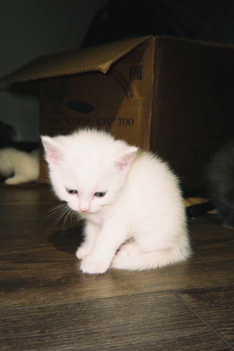 британские котята