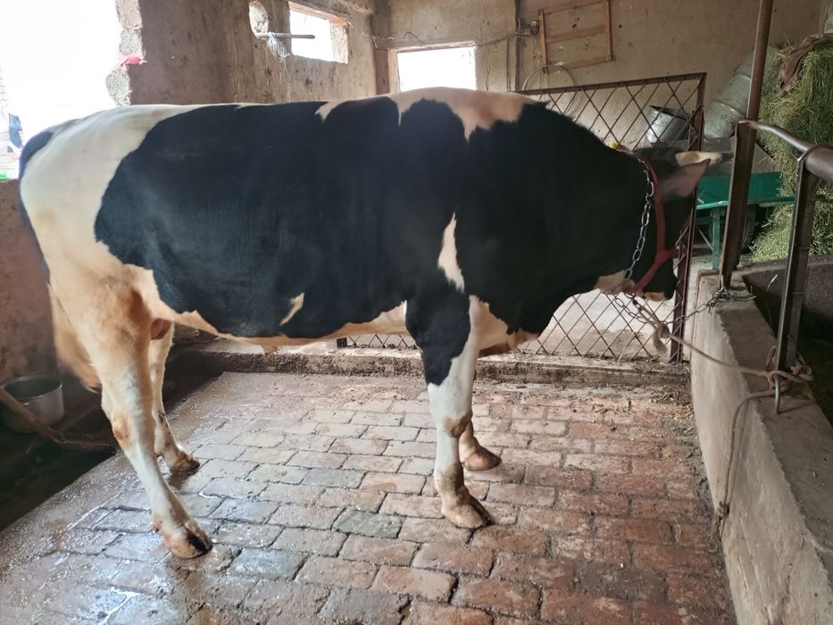 Buqa sotiladi 1.5yow