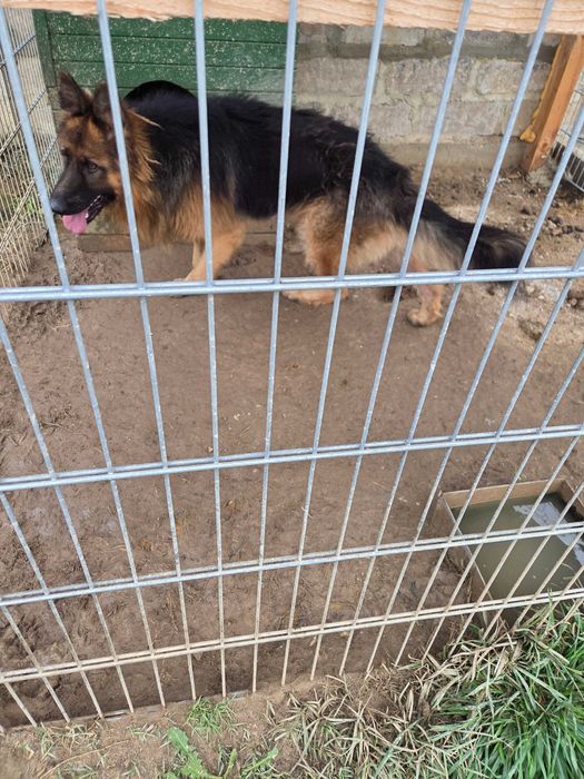 Продавам дългокосместа немска овчарка