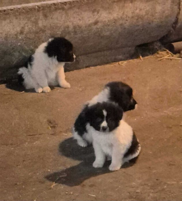 каракачанска овчарка кученца