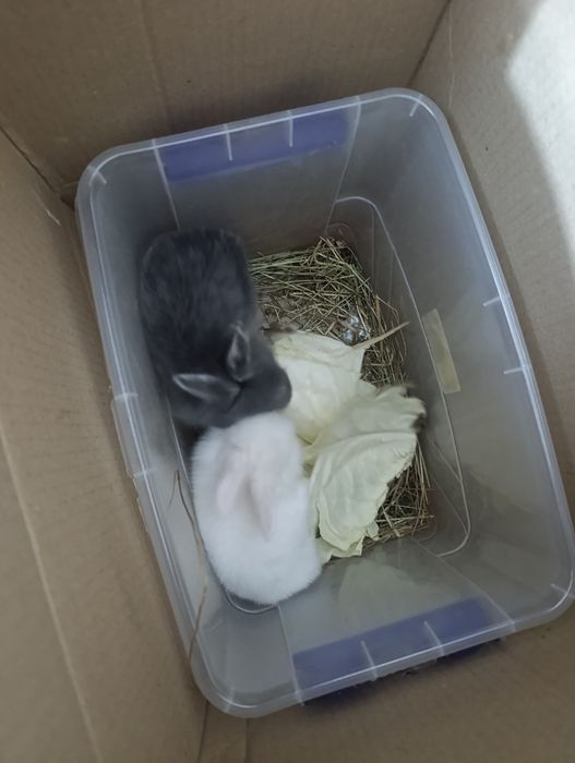 Продам декоративных кроликов