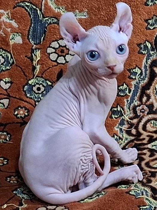 Котята породы Эльф