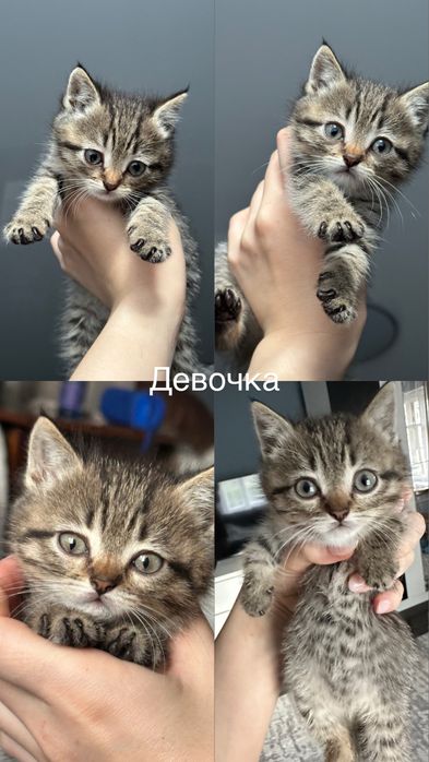 Отдам котяток в добрые руки