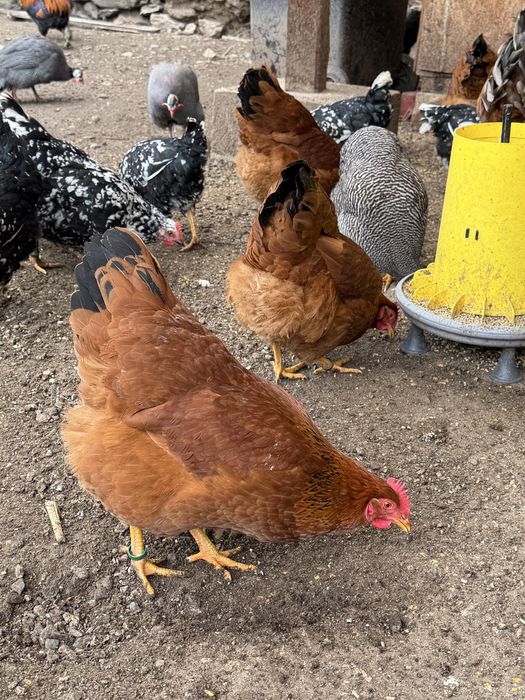 New Hampshire familie 1+5