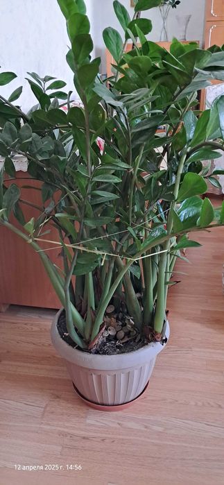 Продам комнатные цветы