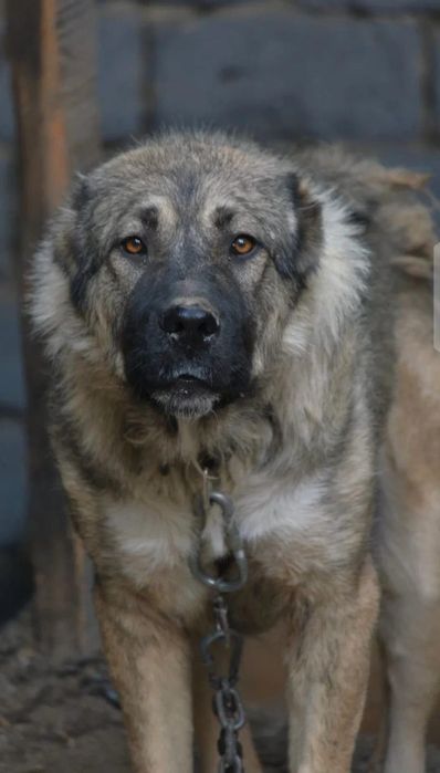 ПороДистые собАчки пОмоГиТе Дом найти