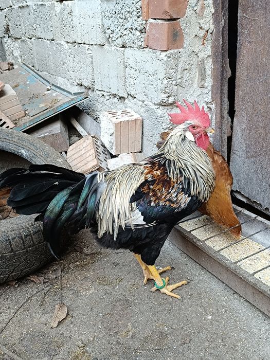 Cocosi mătase japoneză și italiană