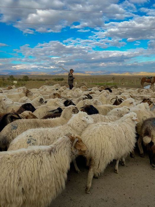 Баранина молодое мясо