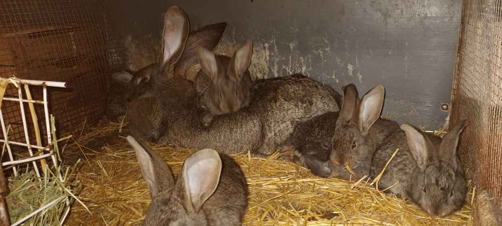 Зайци на 3 месеца