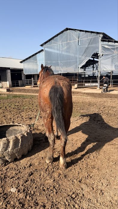 Лошадь 8 лет верховая