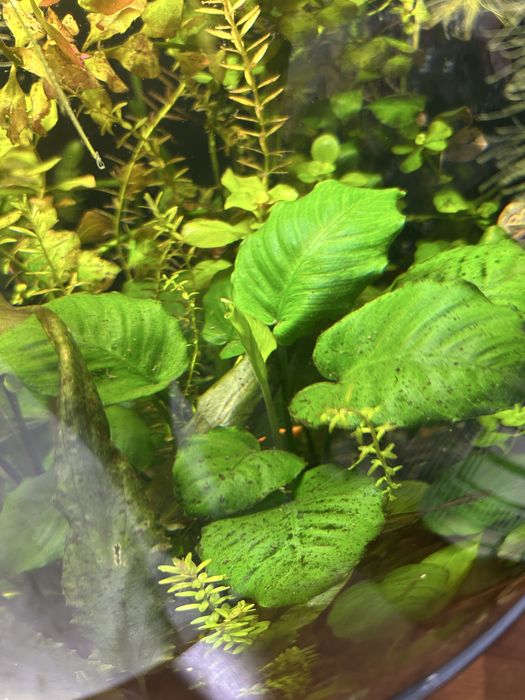 Продам аквариумные растения