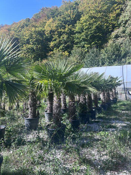 Plante de vanzare