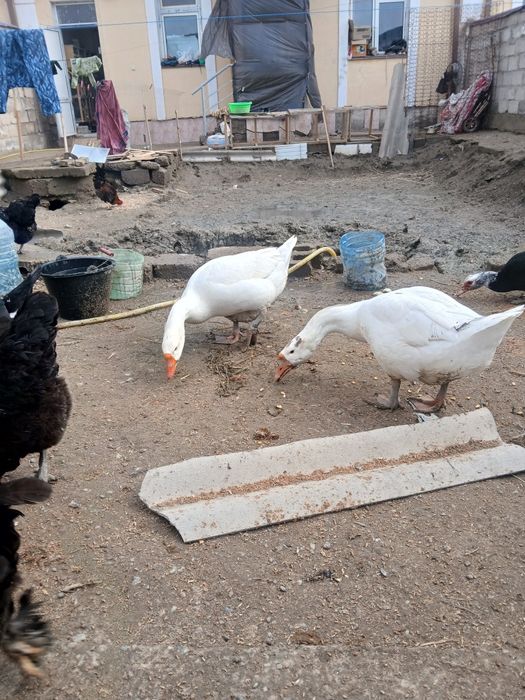 Bir jup g'ozlar sotiladi sog'lom narxi 650 ming jupi