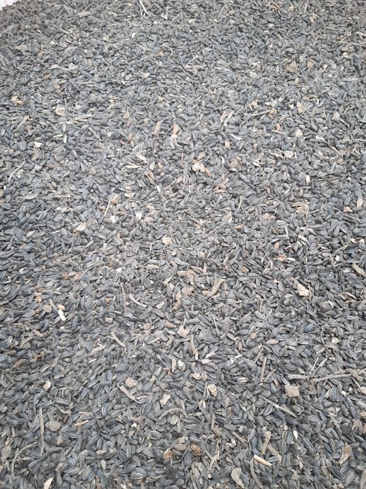 700 kg floarea soarelui