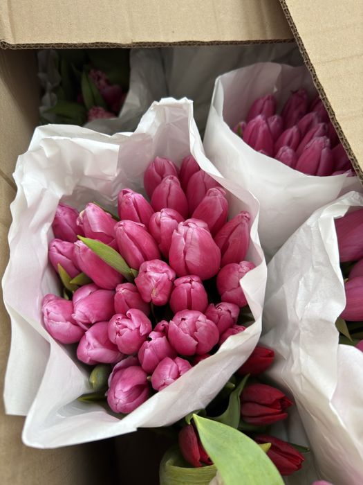 Тюльпаны крупный сорт